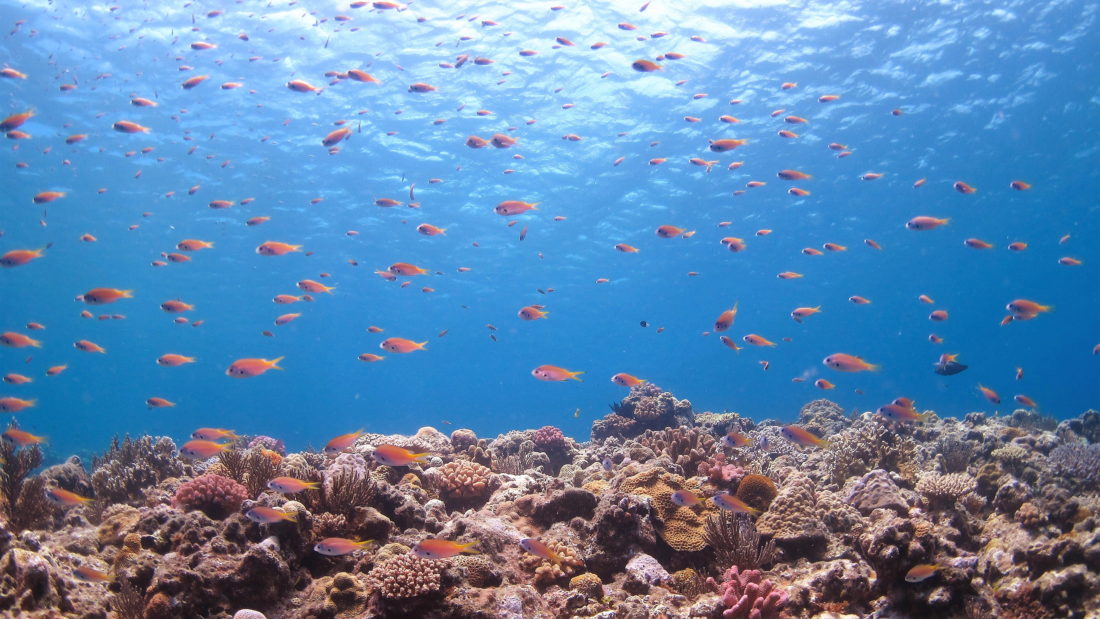 よくある質問|沖縄ダイビングツアーFAQ|横浜ダイビングスクール【セブン】 faq/okinawa-diving-tour