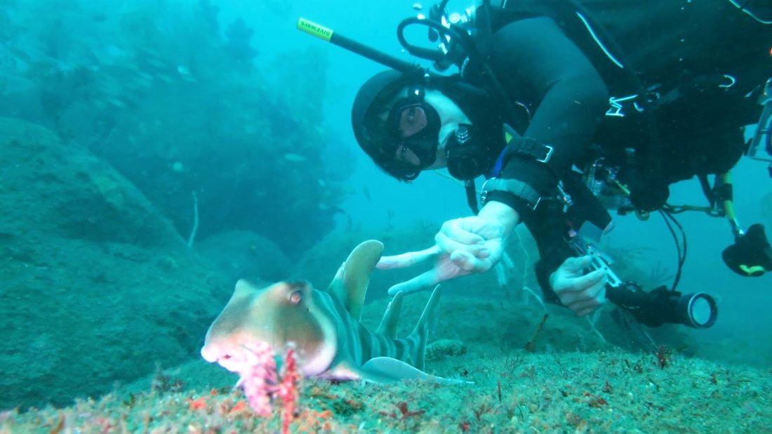宇佐美の海は超ネコポイントも!!